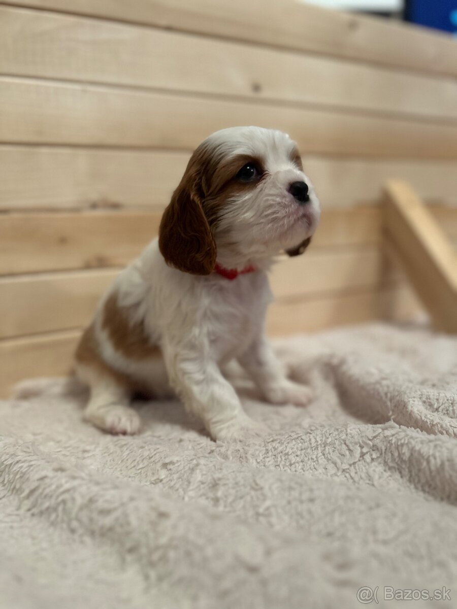 Cavalier King Charles Španiel - 2