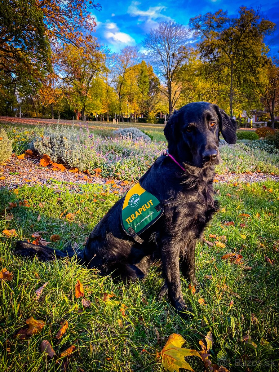 Flat Coated Retriever s PP - 2