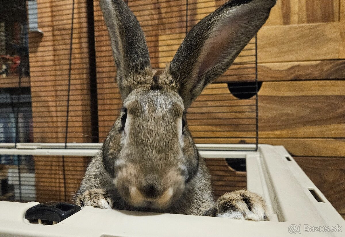 Zajac - 2
