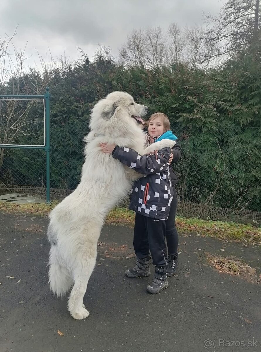 Pyrenejský horský pes - 2