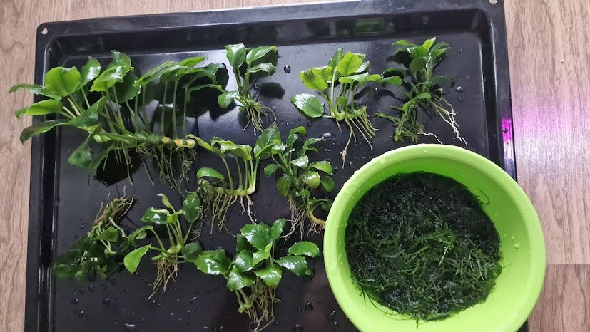 Akvarijná rastlina Anubias Barteri nana - 2