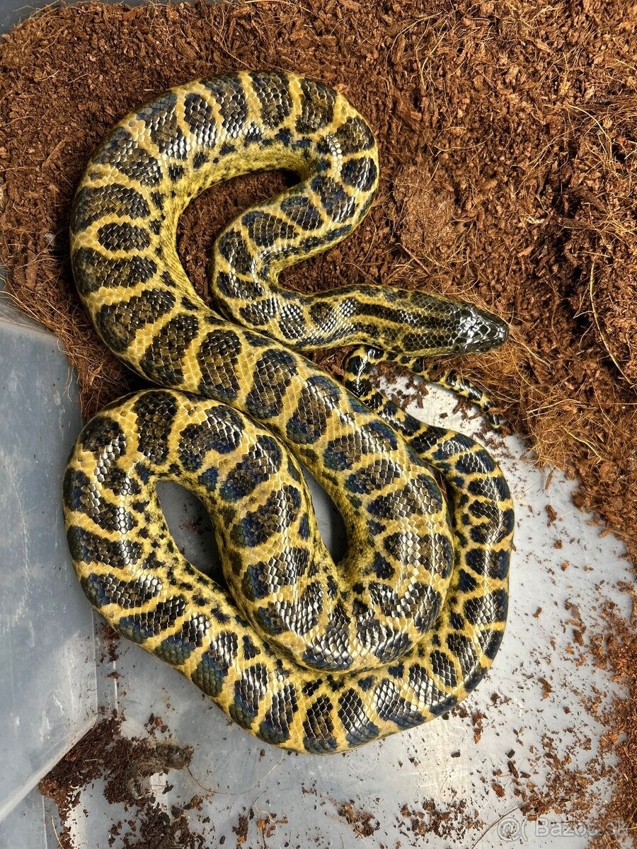 Eunectes notaeus 1.0 - 2