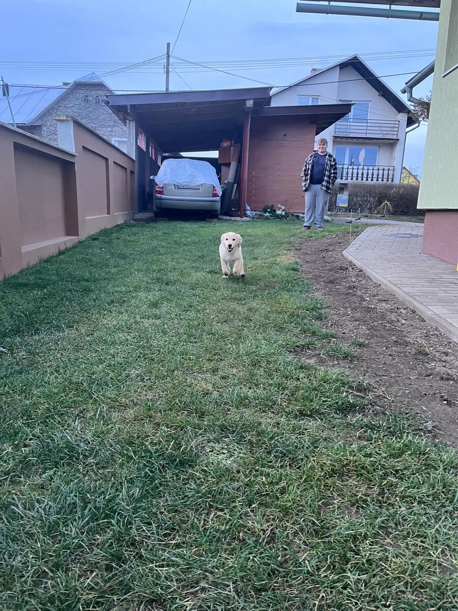 Zlatý retriever - 2