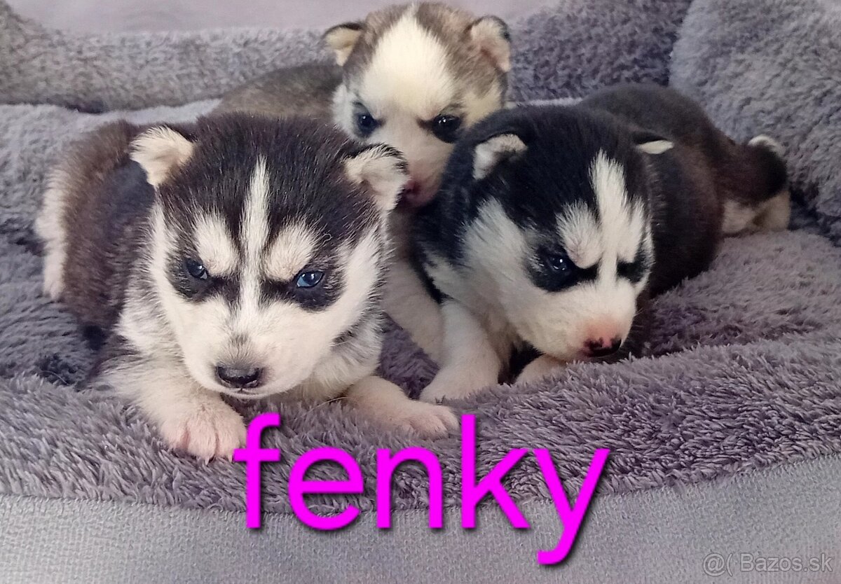 Sibirsky husky steniatka - 2