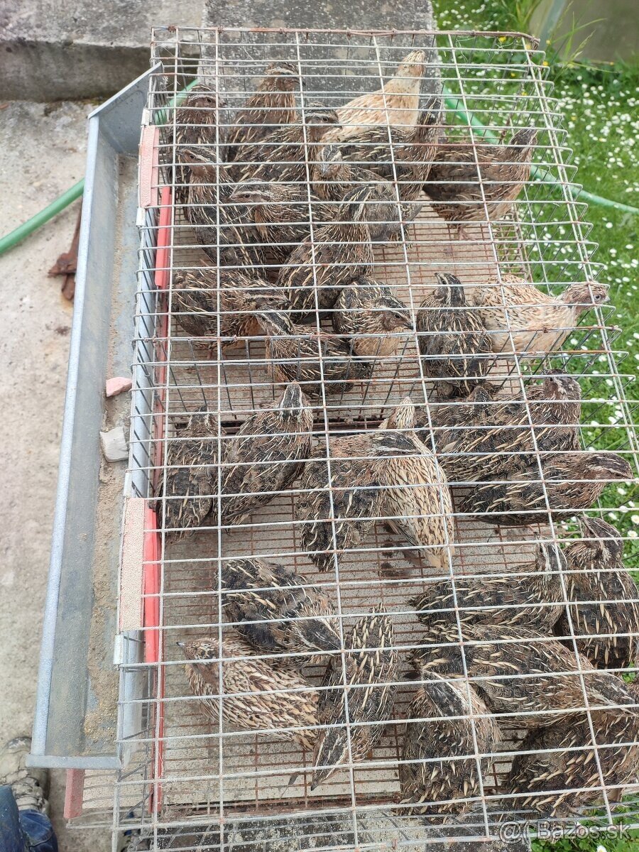 Prepelice prepelica - 2