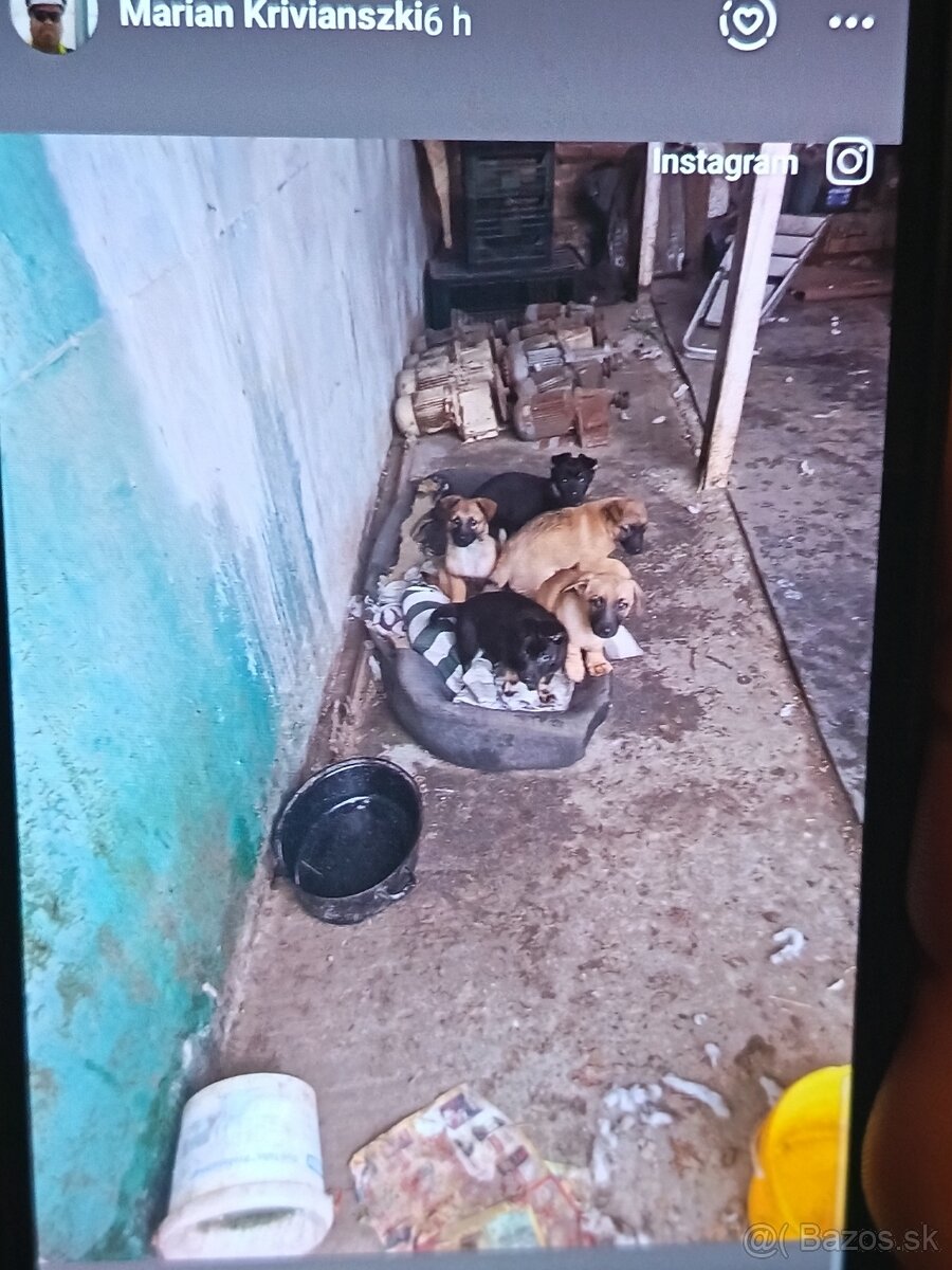 Darujem šteniatka do dobrých rúk. - 2