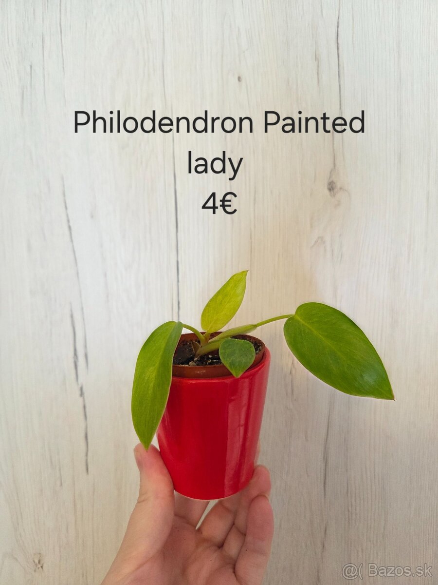 Izbové rastliny nenáročné - 2