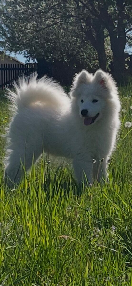 Samojed šteniatka na predaj - 2