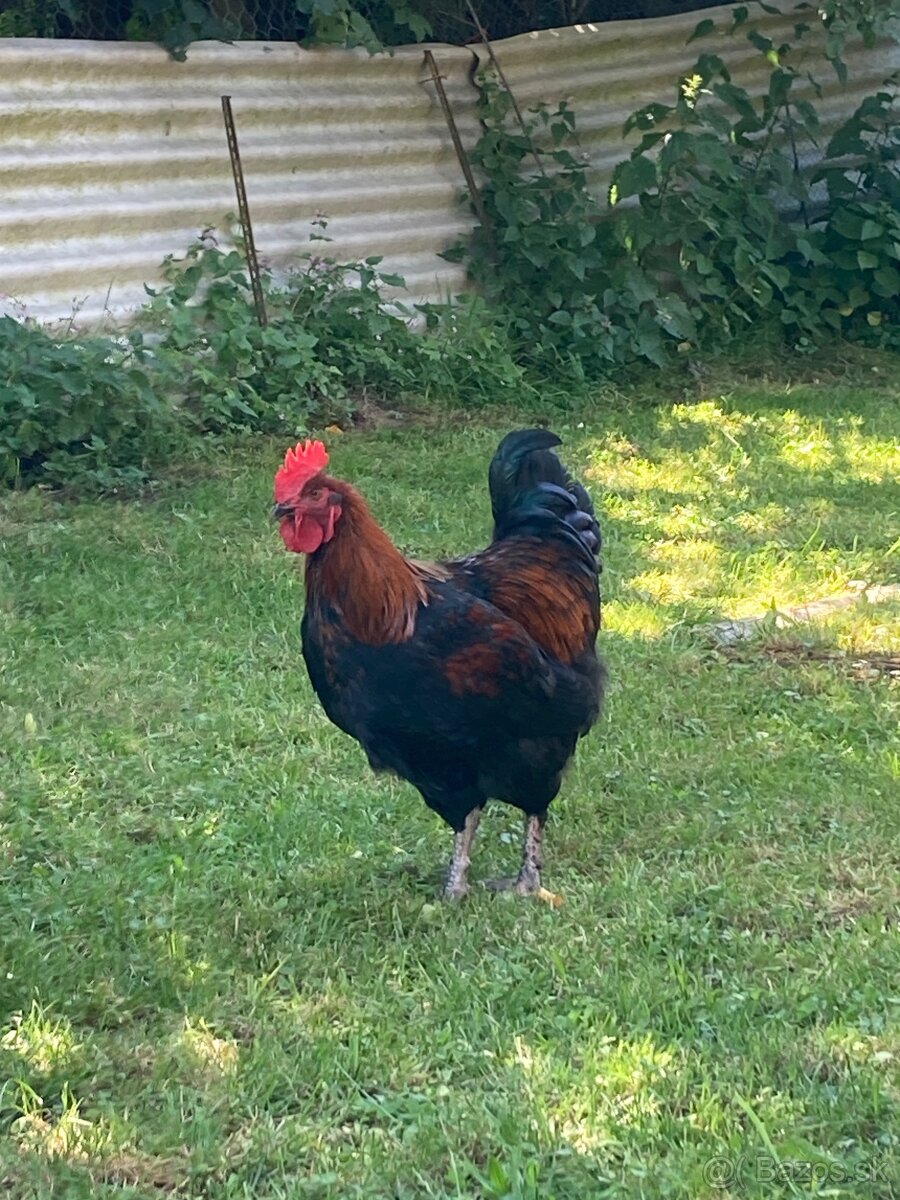 Marans medenokrká - 2
