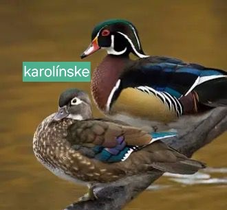 OKRASNÉ VODNÉ VTÁCTVO aktuálne ku dňu 17.10.2025 - 2