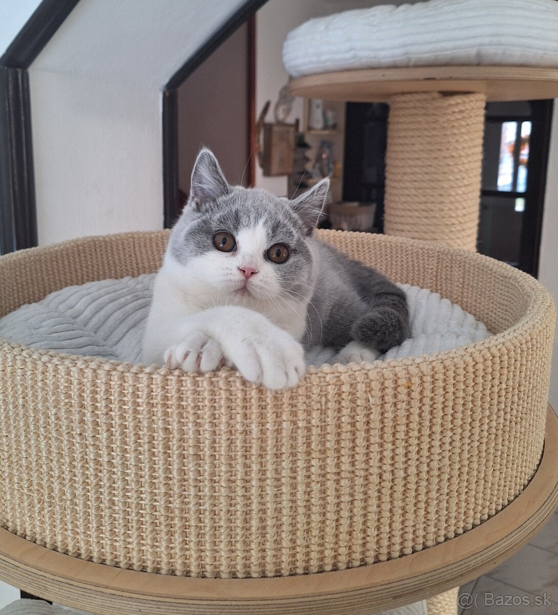 Britská bicolor mačička s PP už k odberu - 2