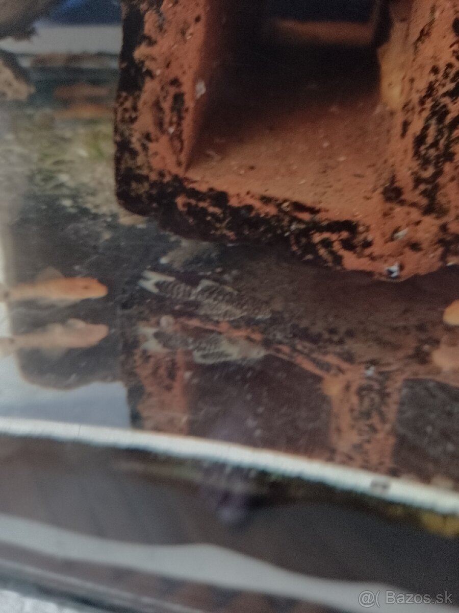 Ancistrus long fin, prisavník závojnatý. - 2