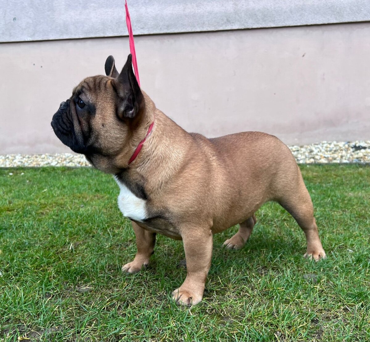 Francouzsky buldoček s PP - psík - 2