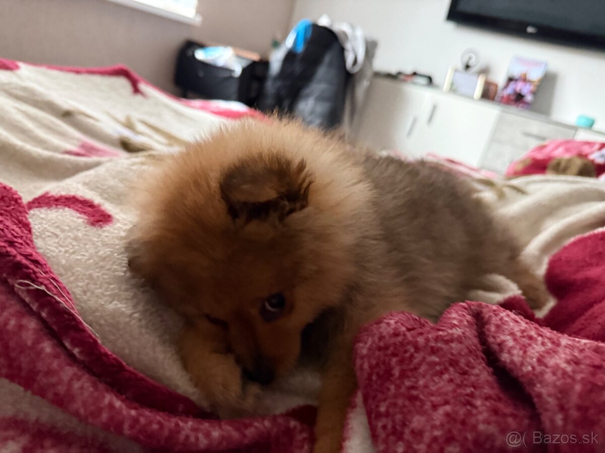 Pomeranian- čistokrvný - 2