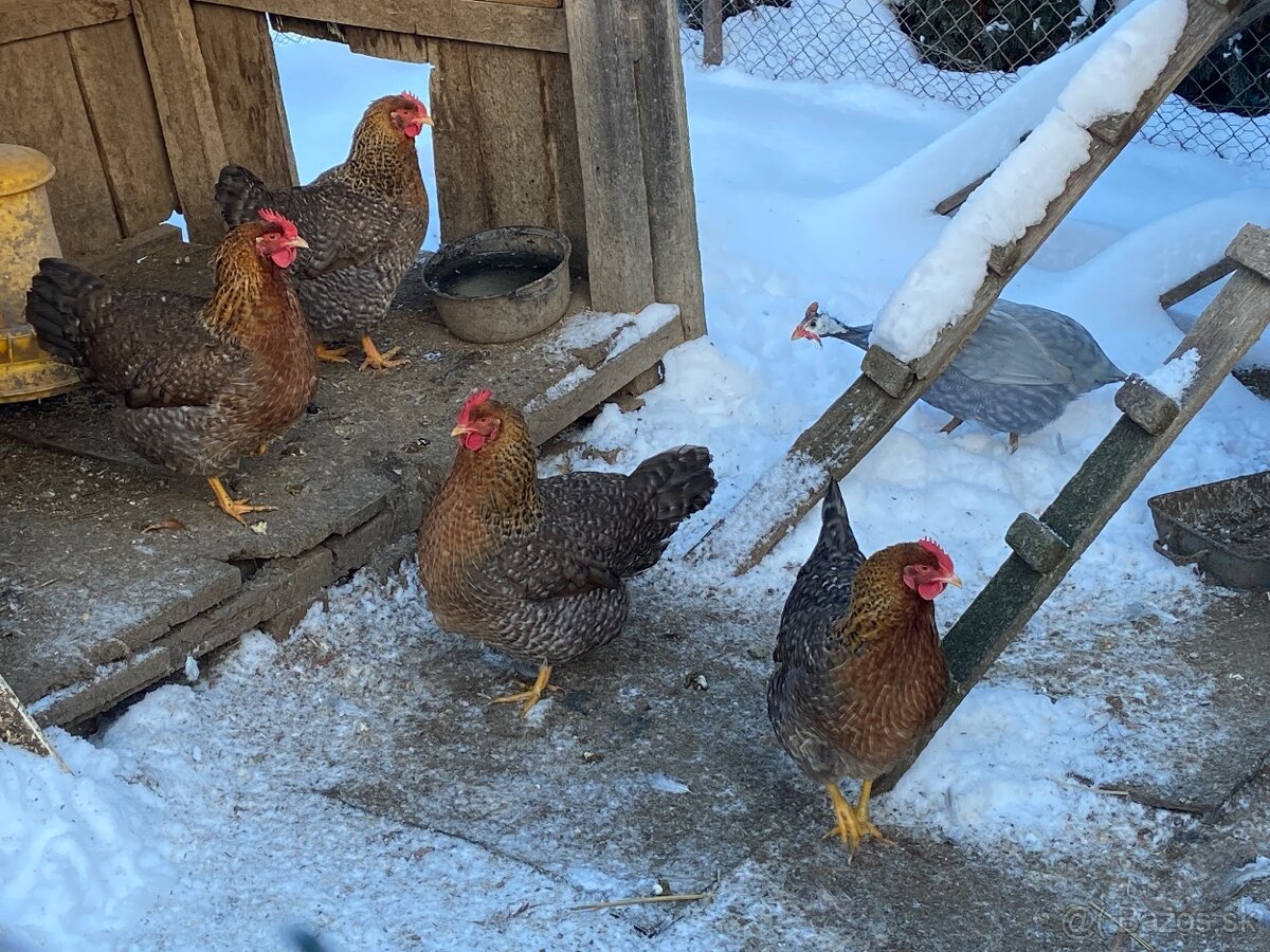 Nasadove vajcia Bielefeldky - 2