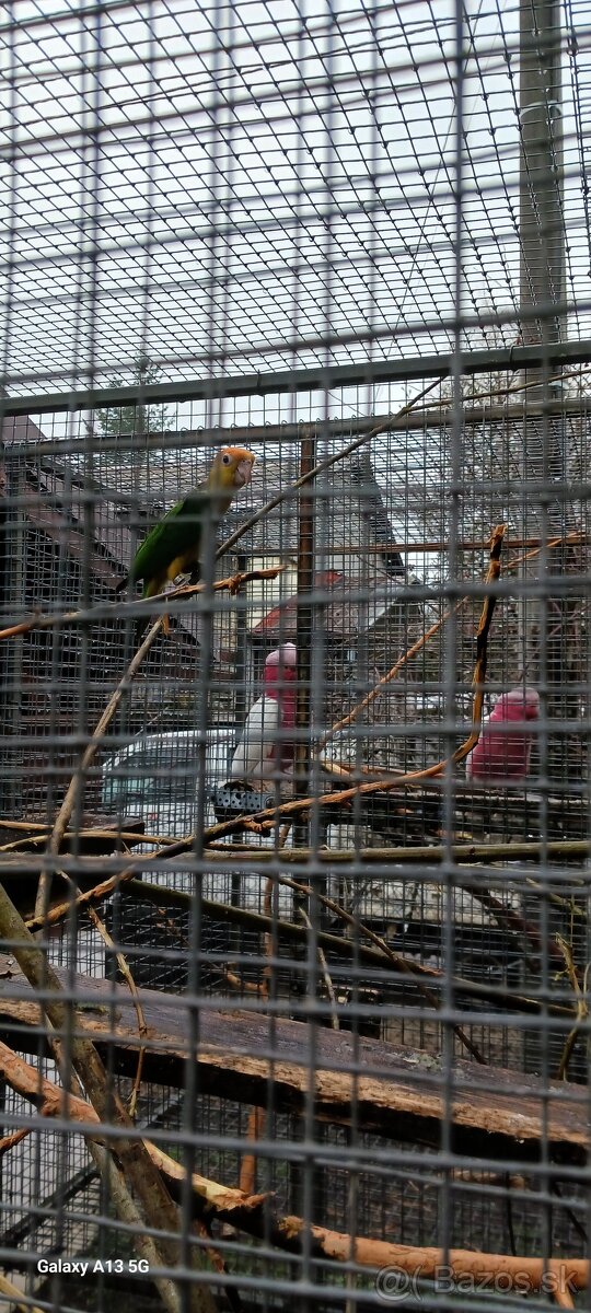 Amazonik bielobruchy - 2