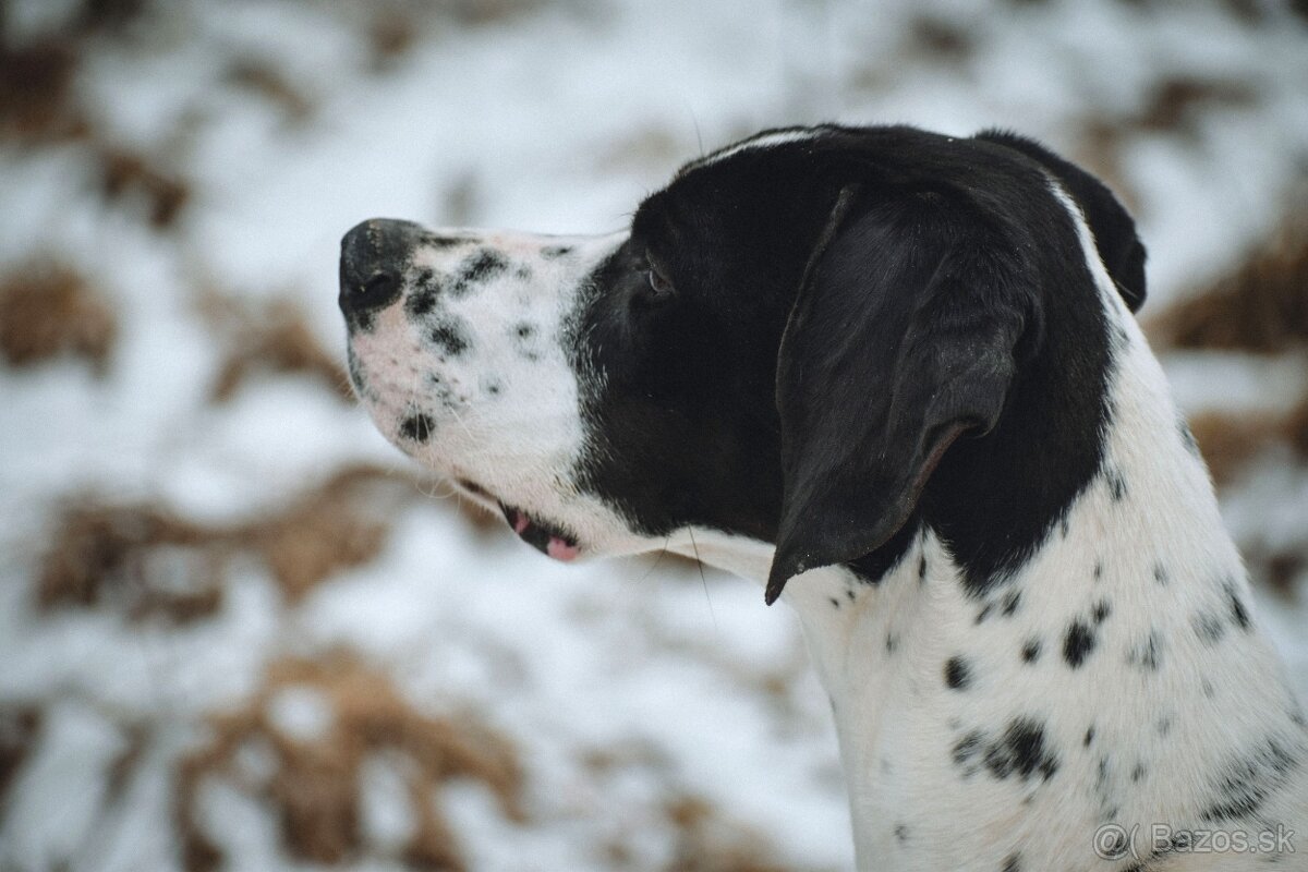 Darujem fenku pointra s PP - 2