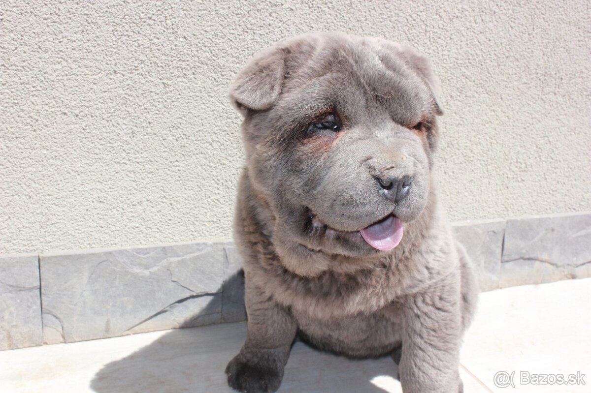 Crossbreed moloser - 2