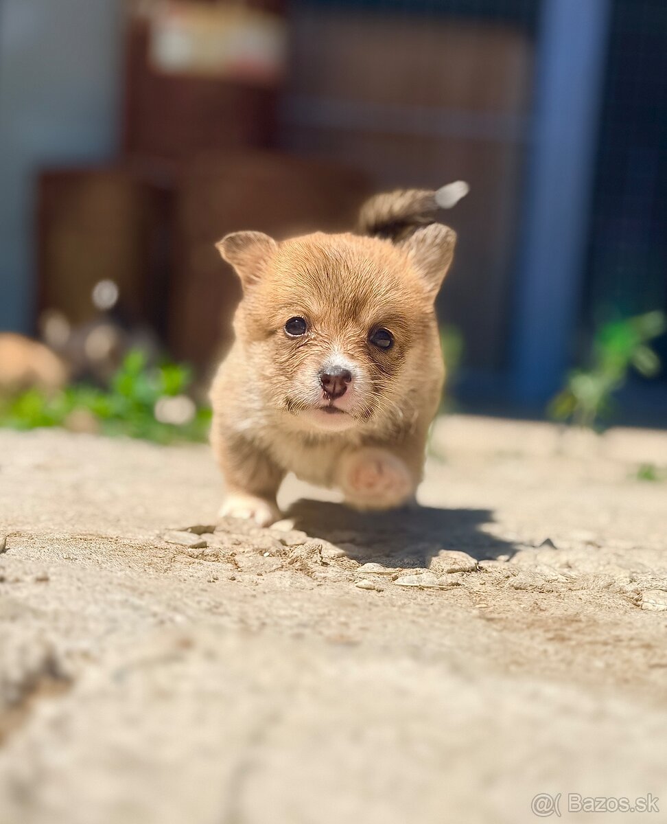 Corgi - 2