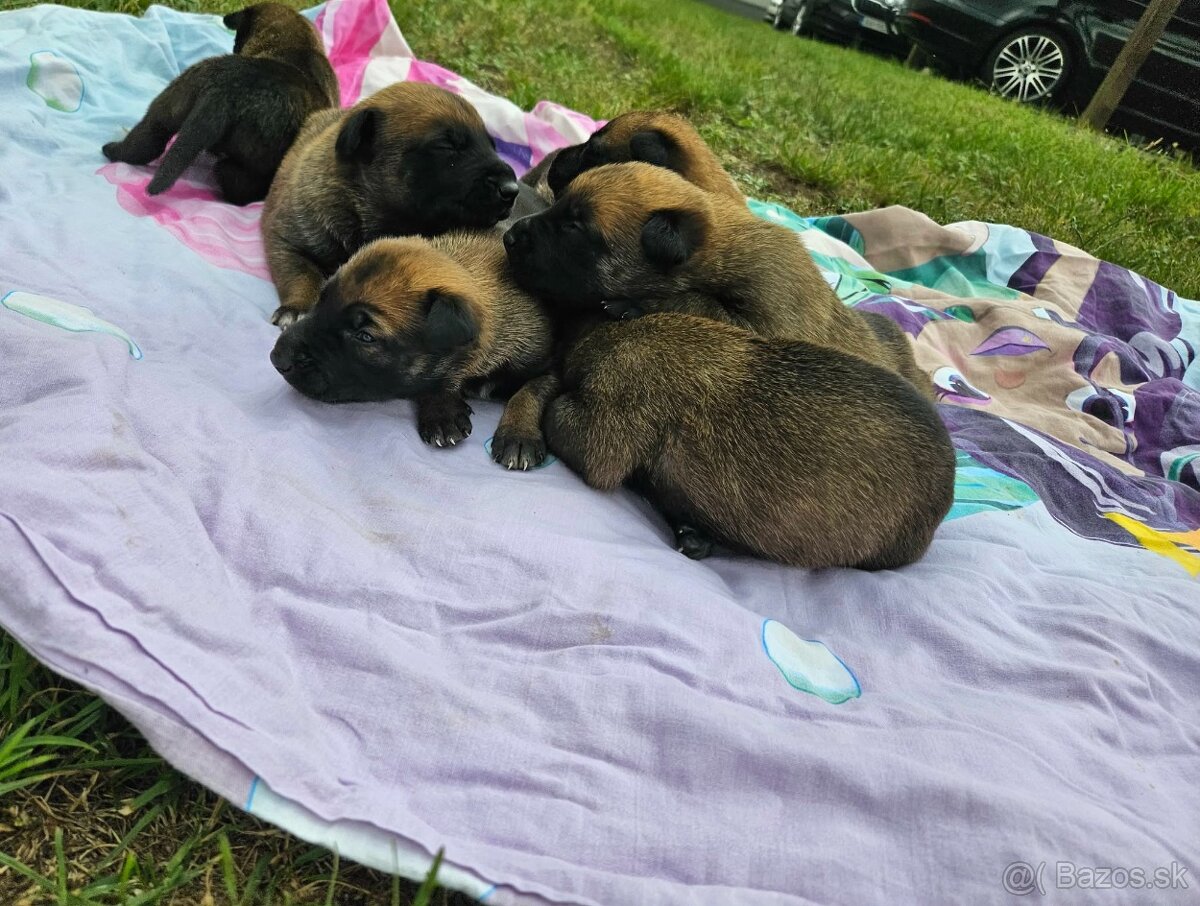 Belgický ovčiak Malinois - 2
