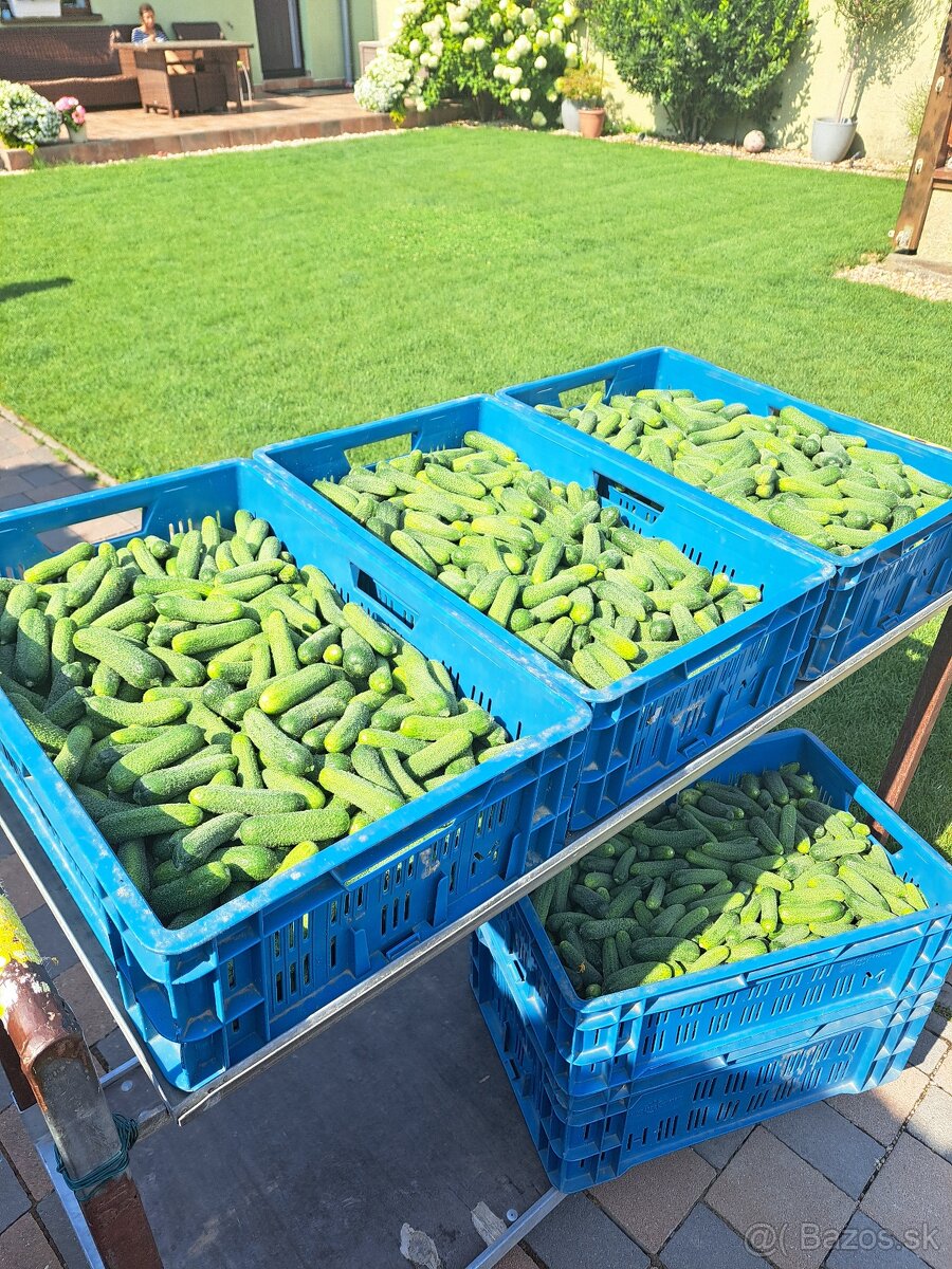 Uhorky nakladačky 3,20€ - 2