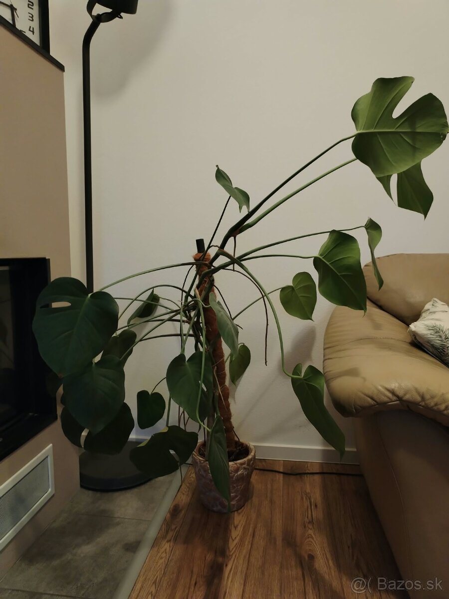 Monstera - 2