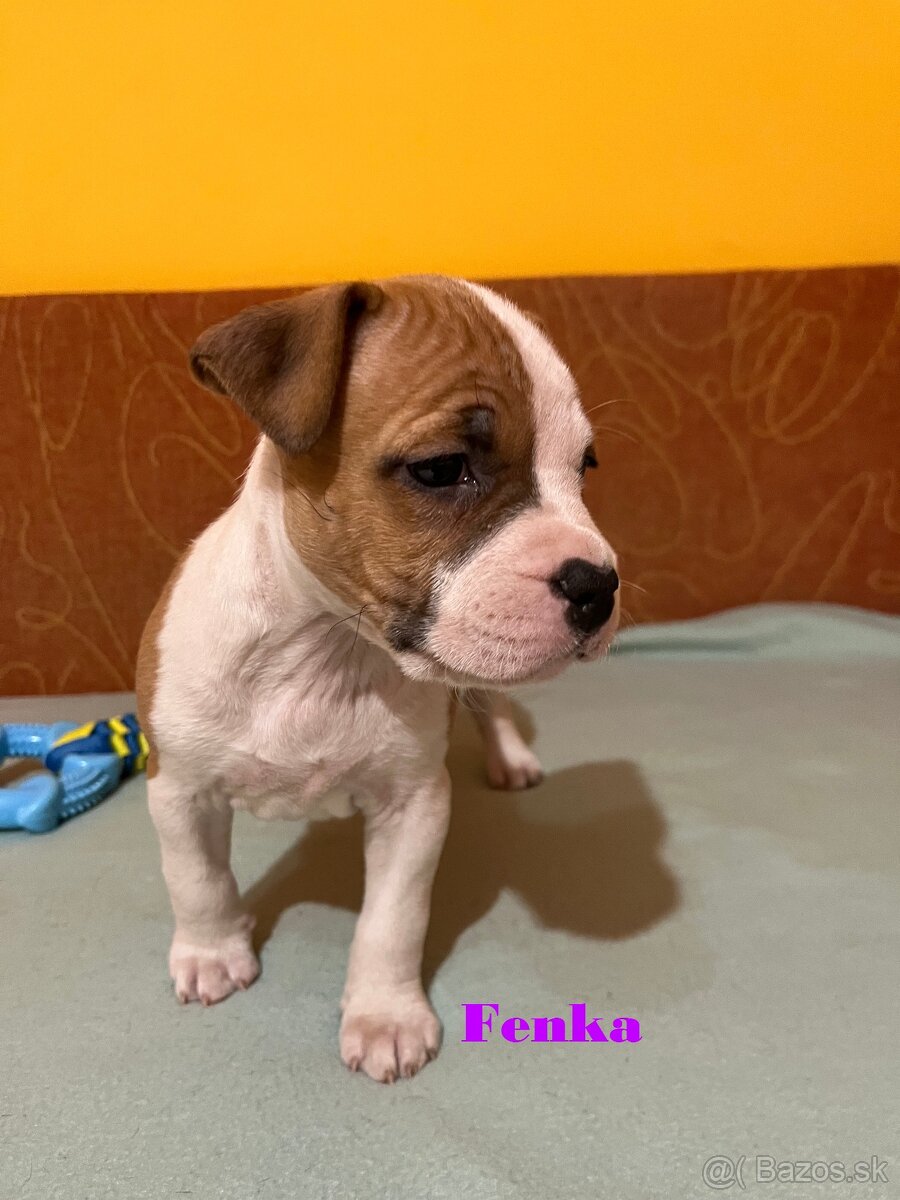 Americky Stafordšírský Terier šteniatka s PP - 2