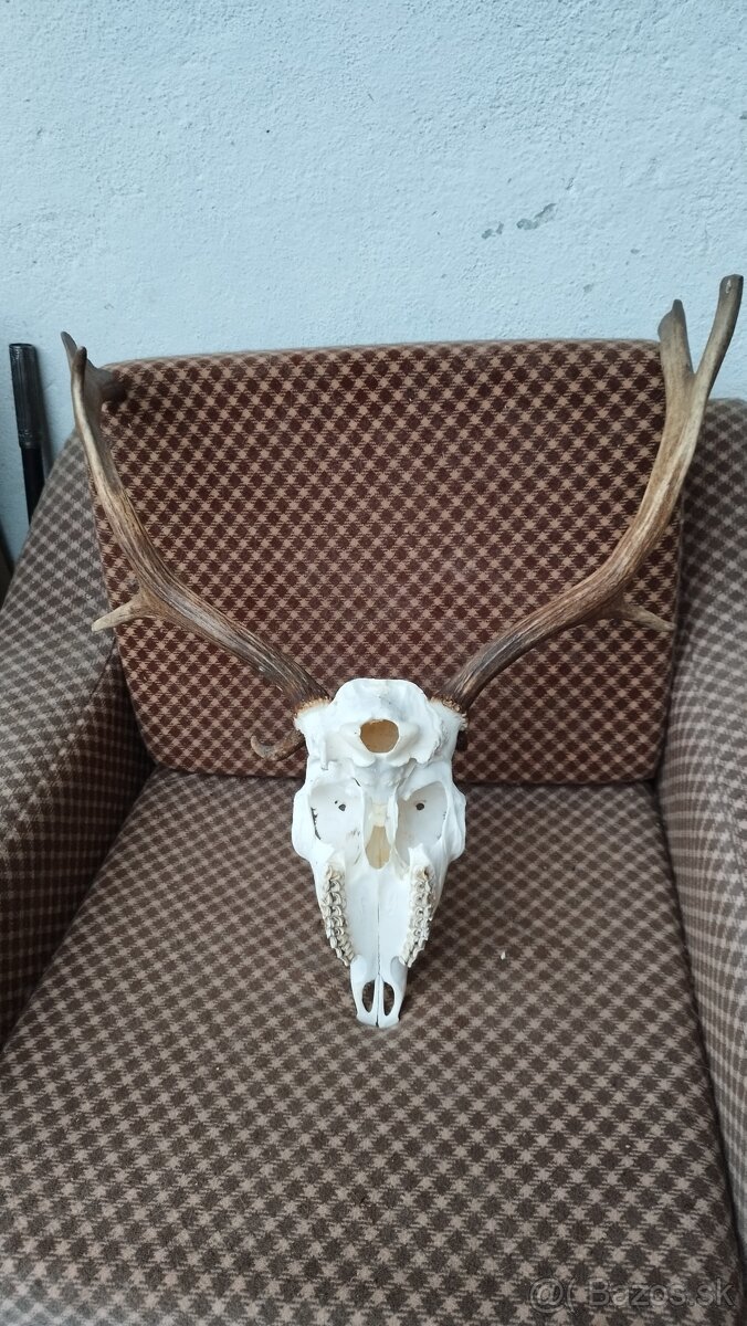 Predám trofej Daniela parožie zhody trofeje. - 2