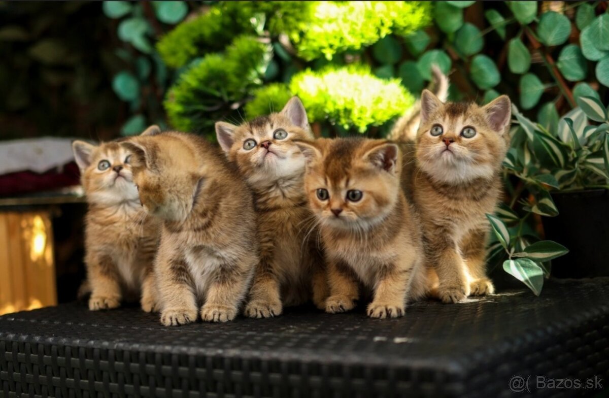 Britská krátkosrstá mačka - 2