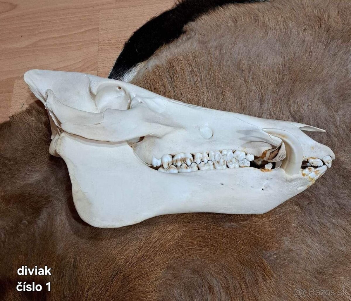 Trofeje, diviak kanec - 2