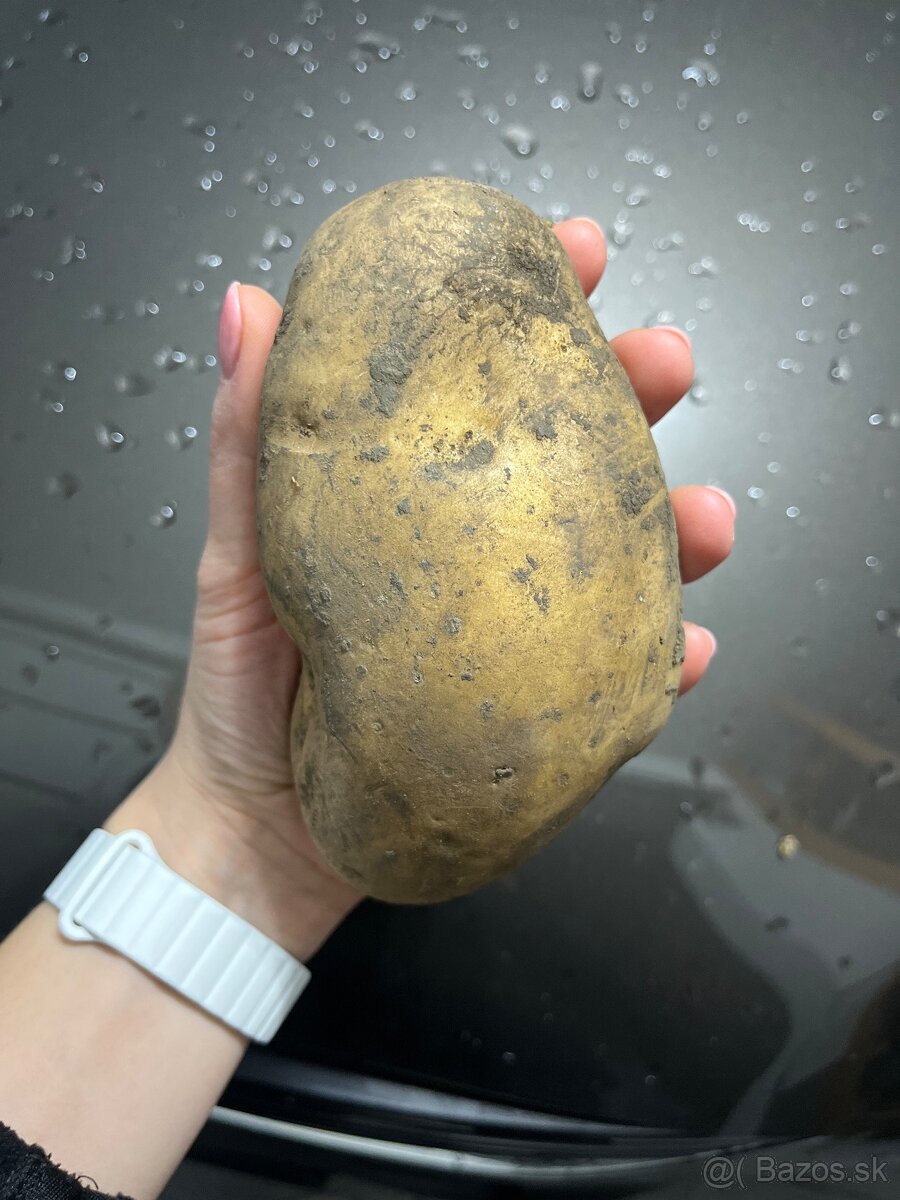 Domáce zemiaky Laura – vhodné na zimu, 25 kg vrecia - 2