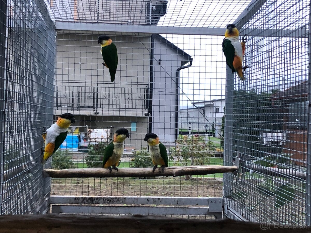 Amazonik čiernotemenny - 2