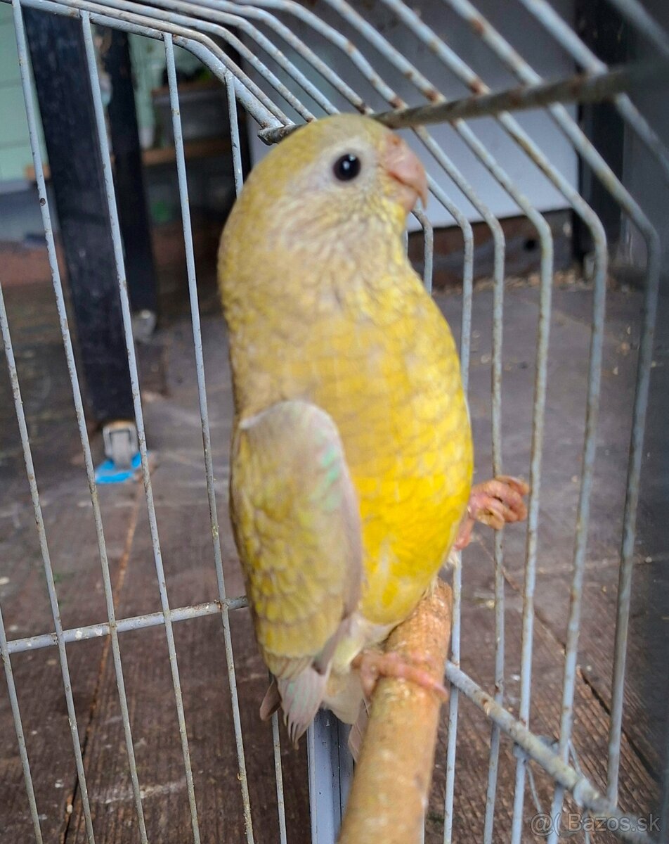 Papagaj spevavý - 2