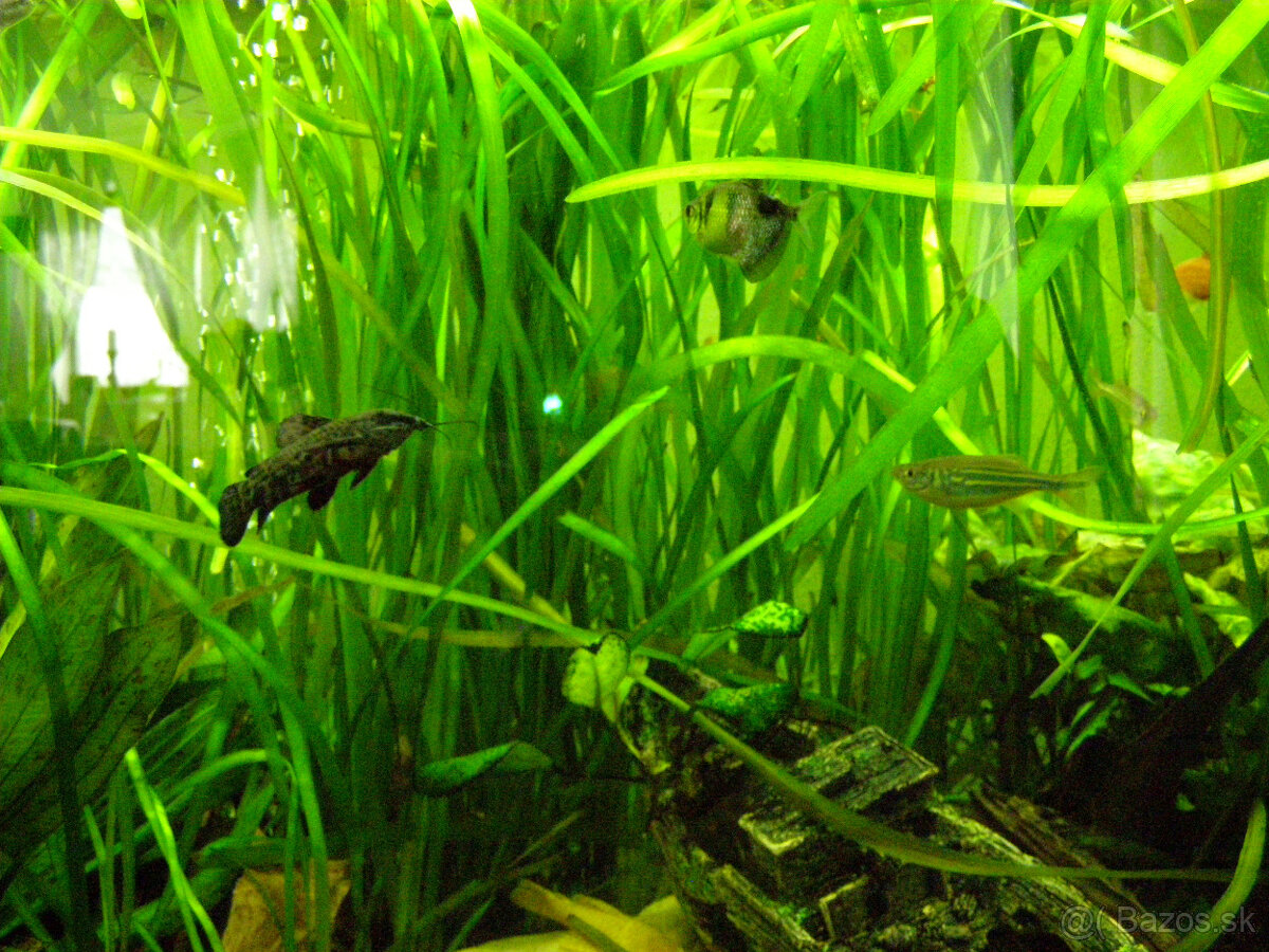 Rastliny do akvária - valisnérie - 2