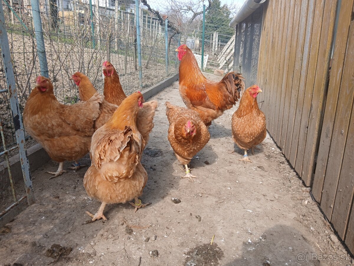 Násadové vajíčka oravka žltohnedá - 2