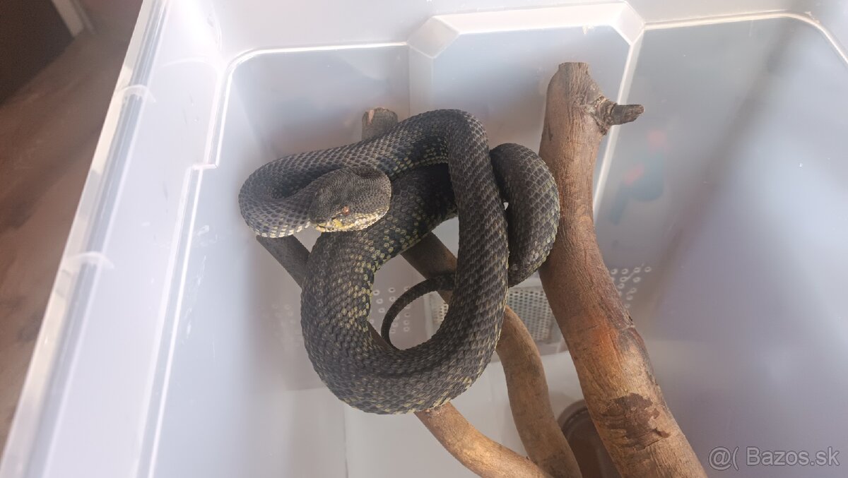 Trimeresurus purpureomaculatus - 2