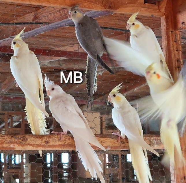 Korely albino, lutino perlove a pastelface. - 2