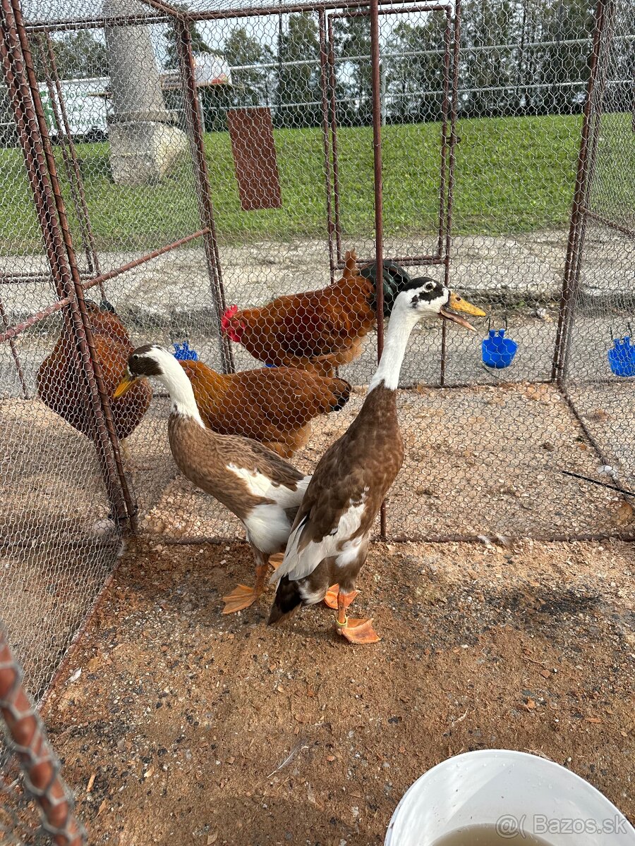 Indický bezec, Khaki Kampbel - 2