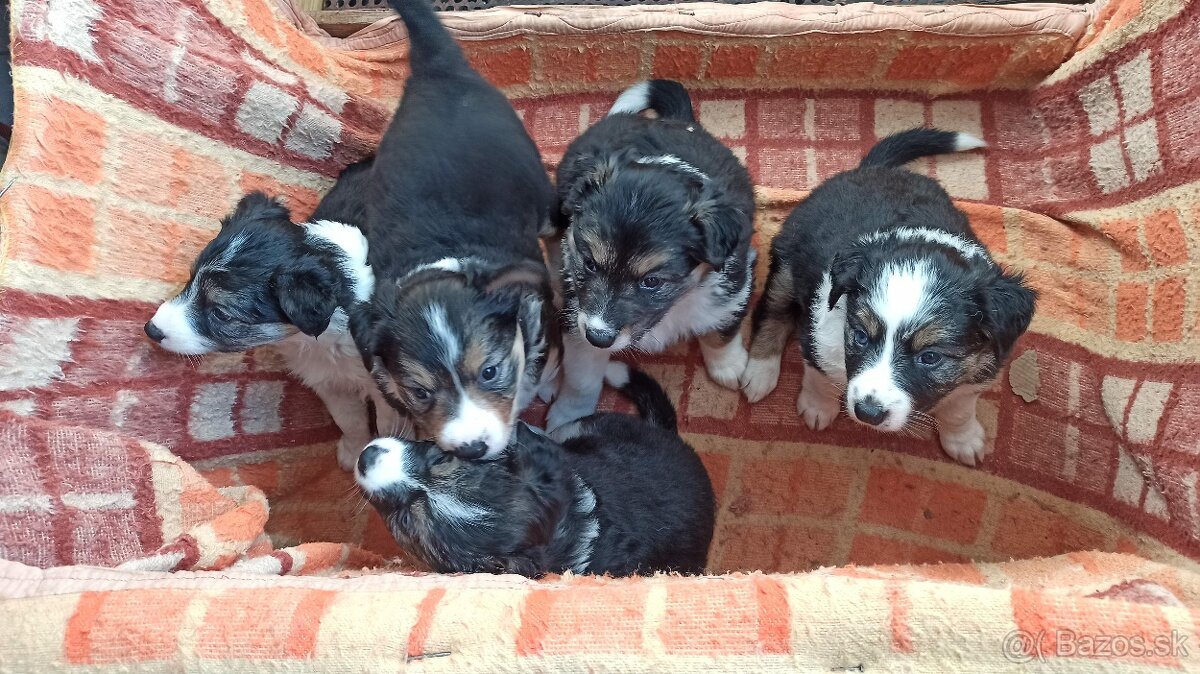 Border kólia trikolór - 2