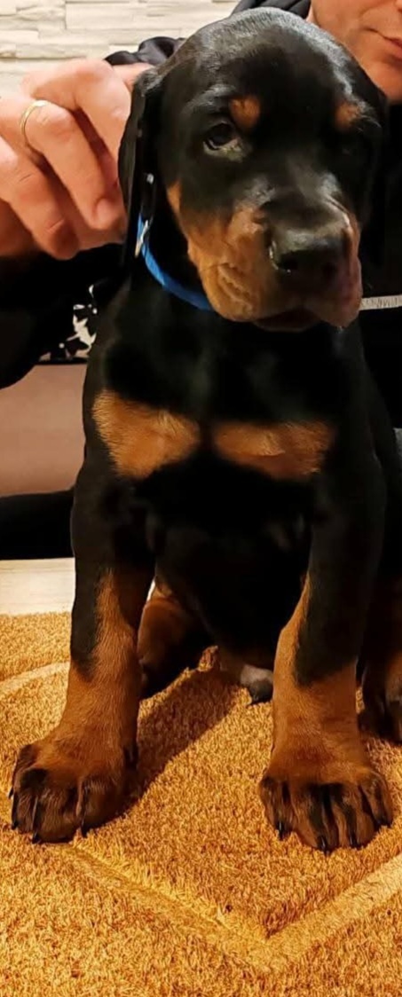 Doberman šteniatka na predaj XXL veľké plemeno - 2