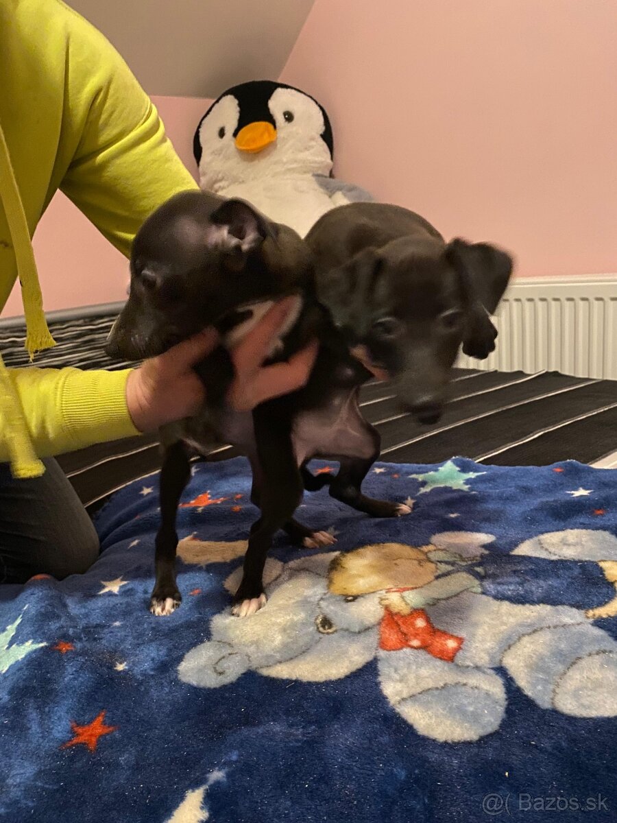 Taliansky chrtik - 2