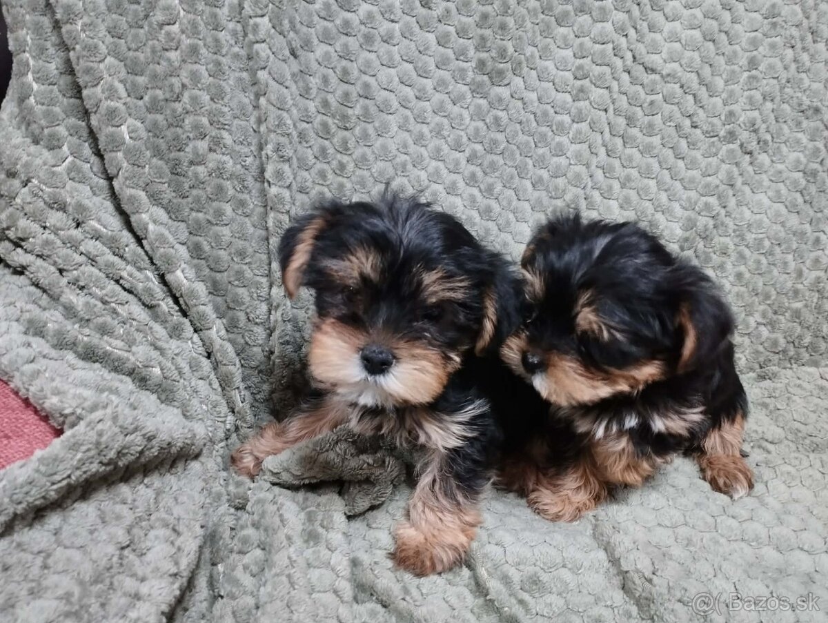 Yorkshire terrier, yorkshirsky terier, york - 2