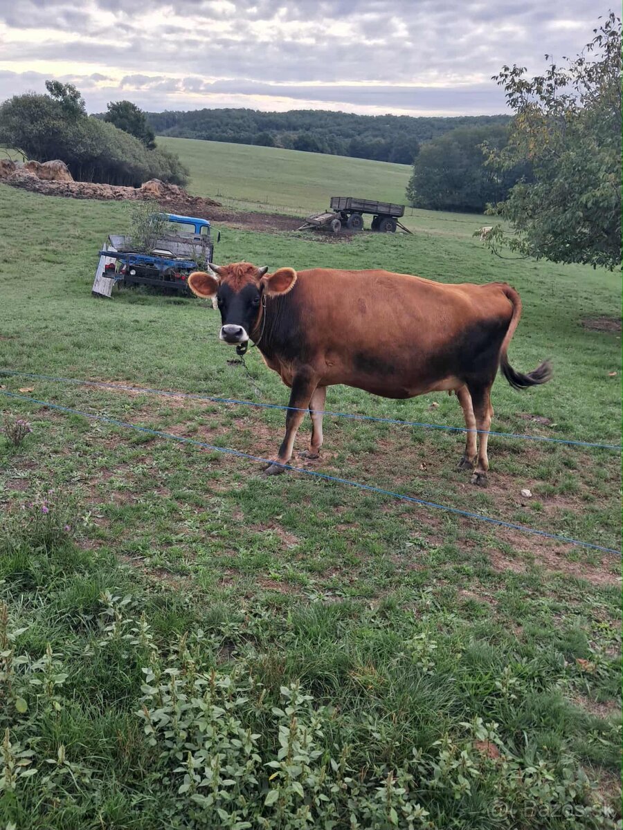 Predám Jersey kravu - 2