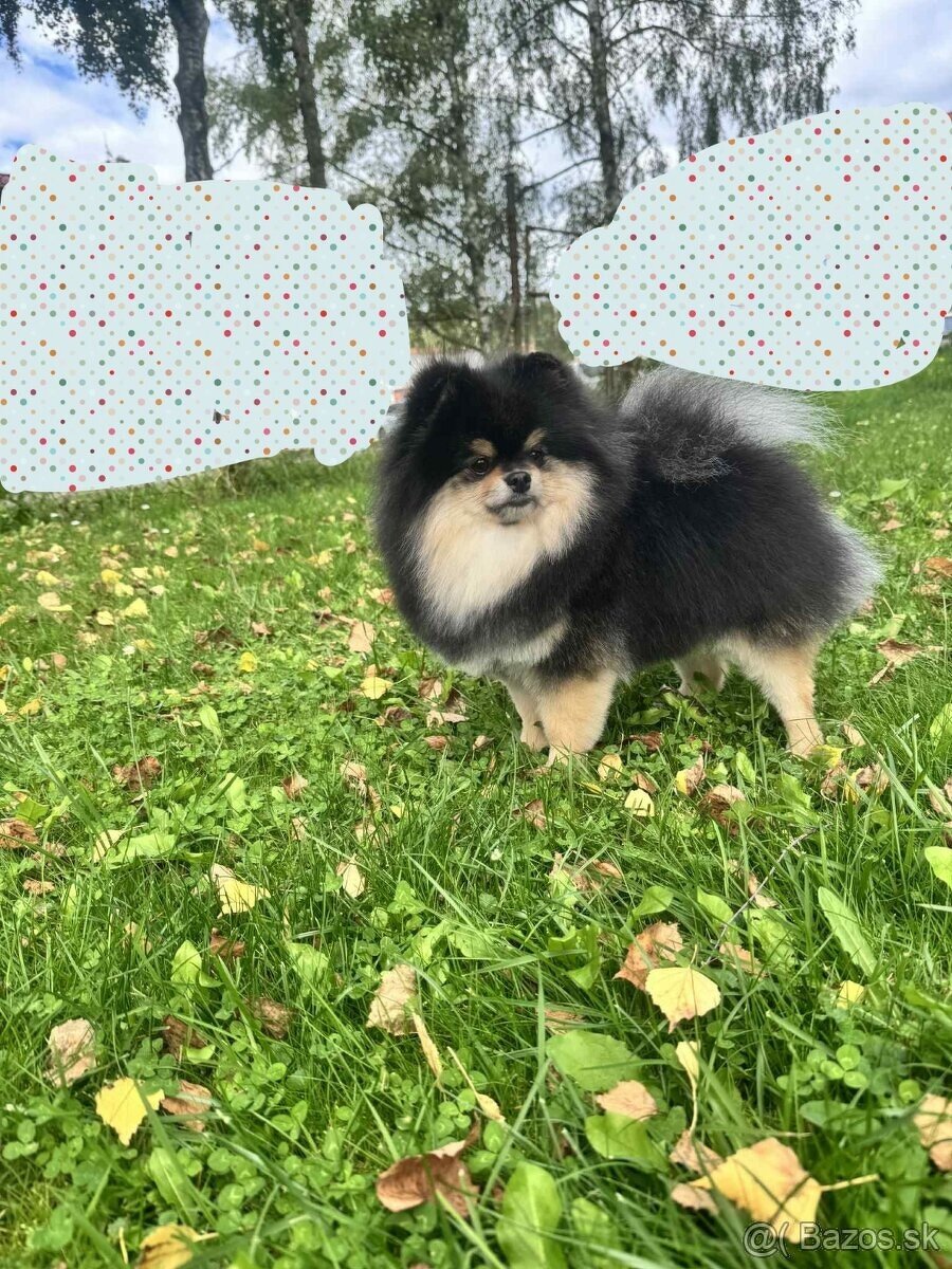 Predám pomeranian fenka - 2