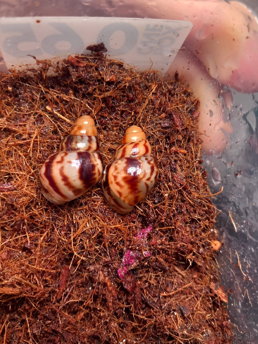 Slimák africký - 2