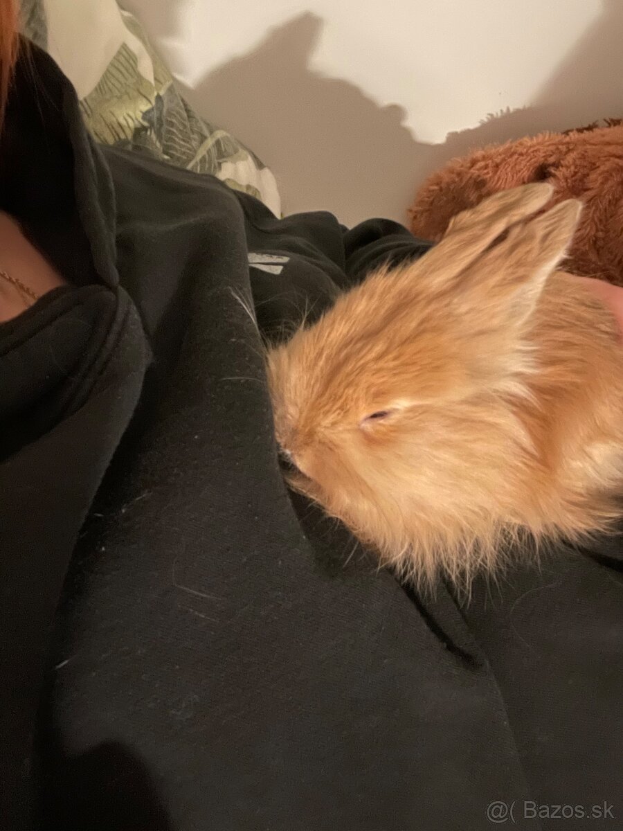 Zakrslý králik - 2