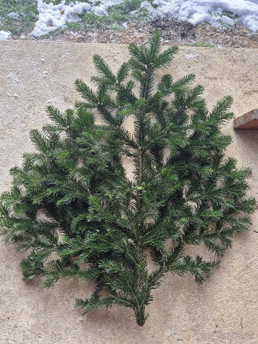 Predám hustú voňavú jedľovu čečinu - 2