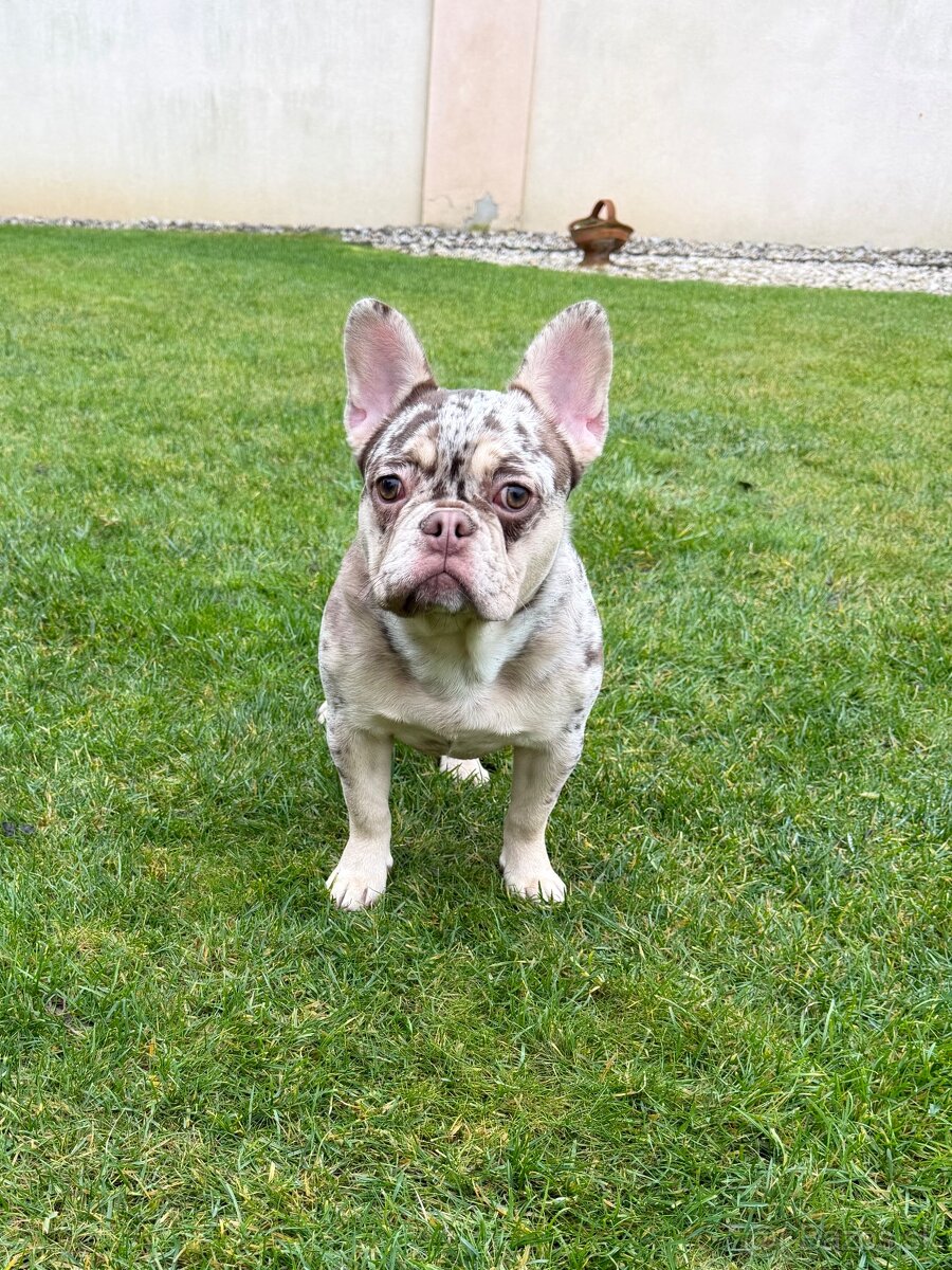 Francuzsky buldoček rojo tan merle fenka - 2