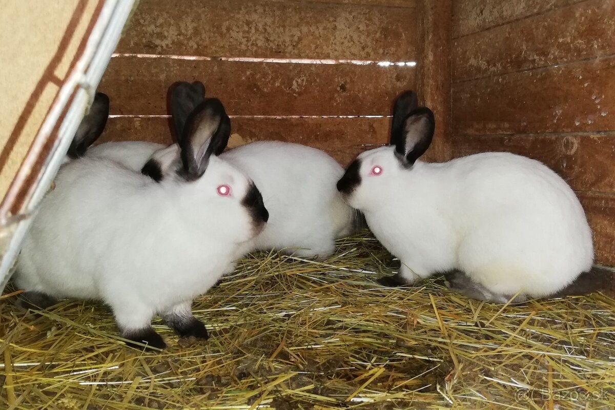 Predám Kalifornské králiky - 2