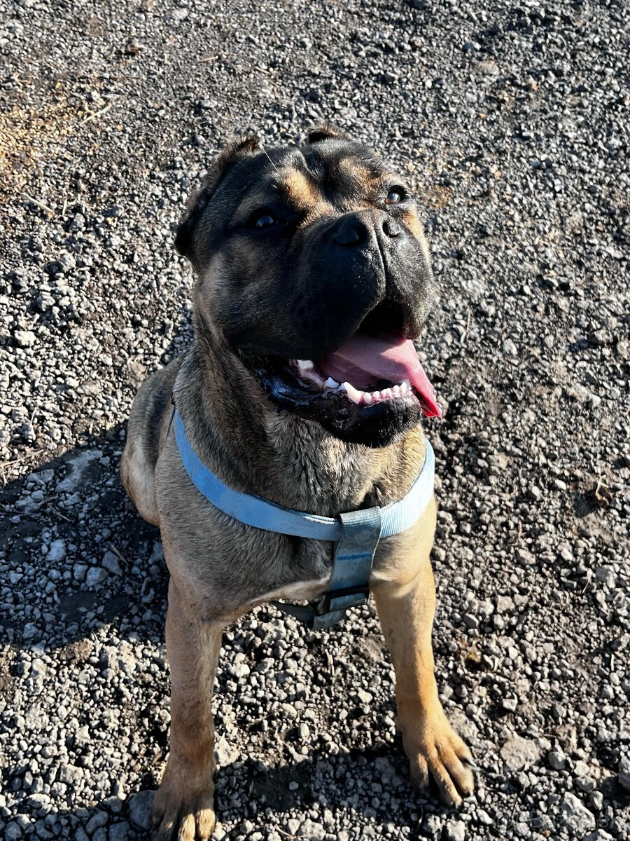 Cane corso na krytie - 2